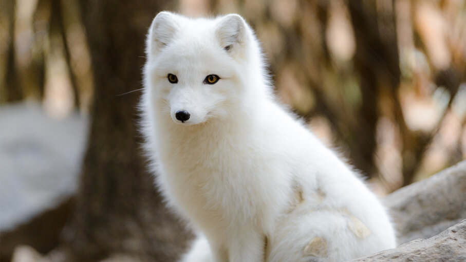 arctic-fox-1.jpg