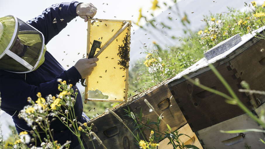 Introduction to How Beekeeping Works | HowStuffWorks