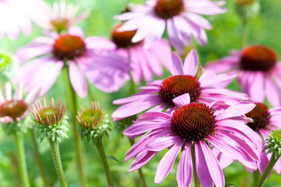 6-echinacea-10-remedies-that-do-absolutely-nothing-to-treat-the