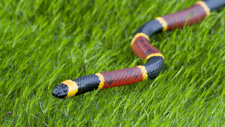 What Is A Coral Snake Lifespan