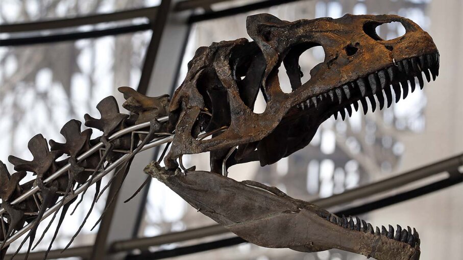 dinosaur head skeleton