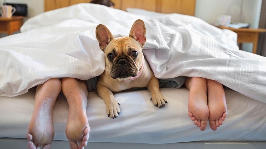 People Sleep More Soundly With Their Dogs In The Bedroom