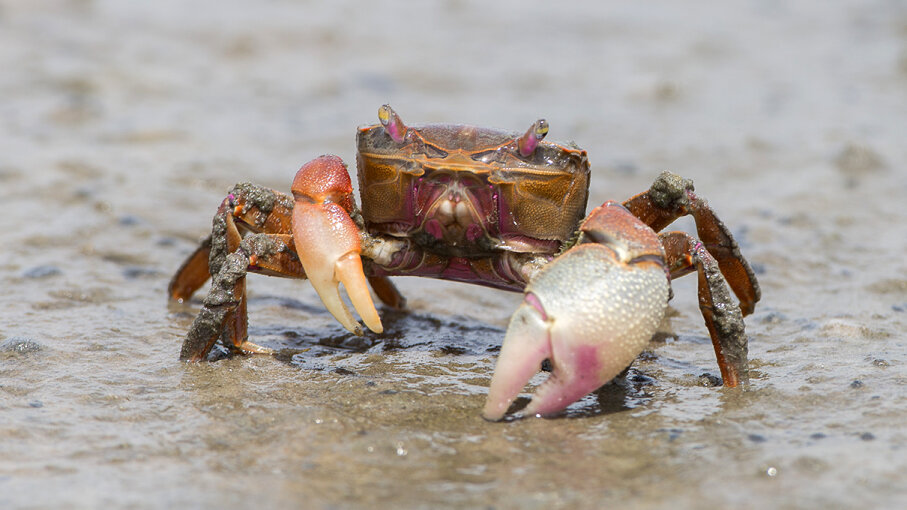 1: Burrowing Crabs - Eco Engineers: 5 Animals That Can Reshape Earth's ...