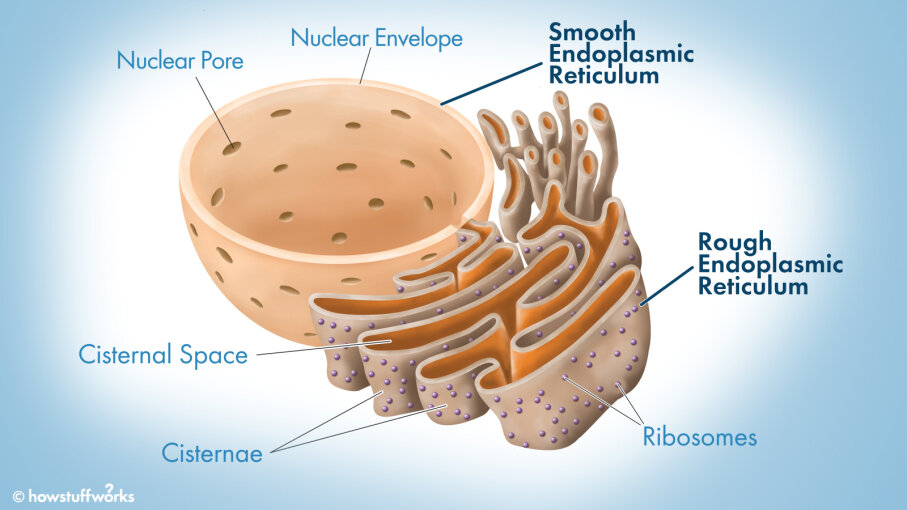 What Does A Endoplasmic Reticulum Look Like In A Plant Cell