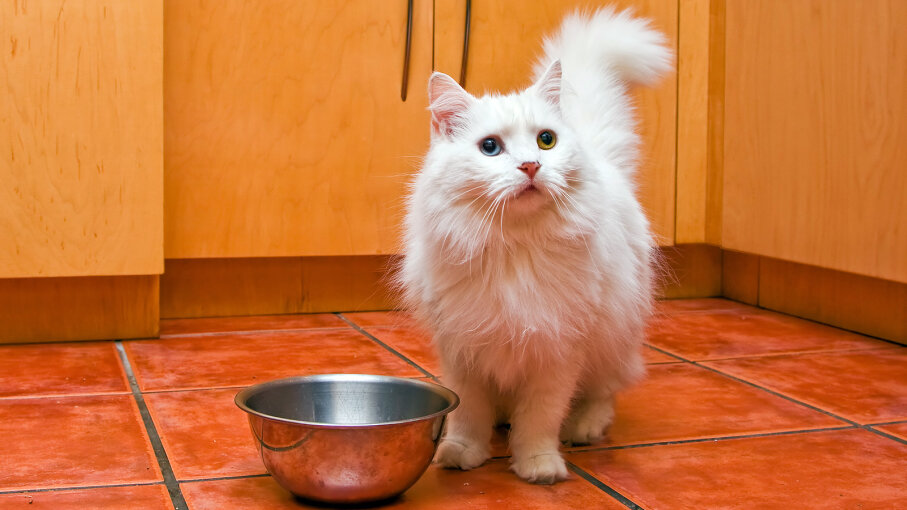 You Re Feeding Your Cats All Wrong Howstuffworks