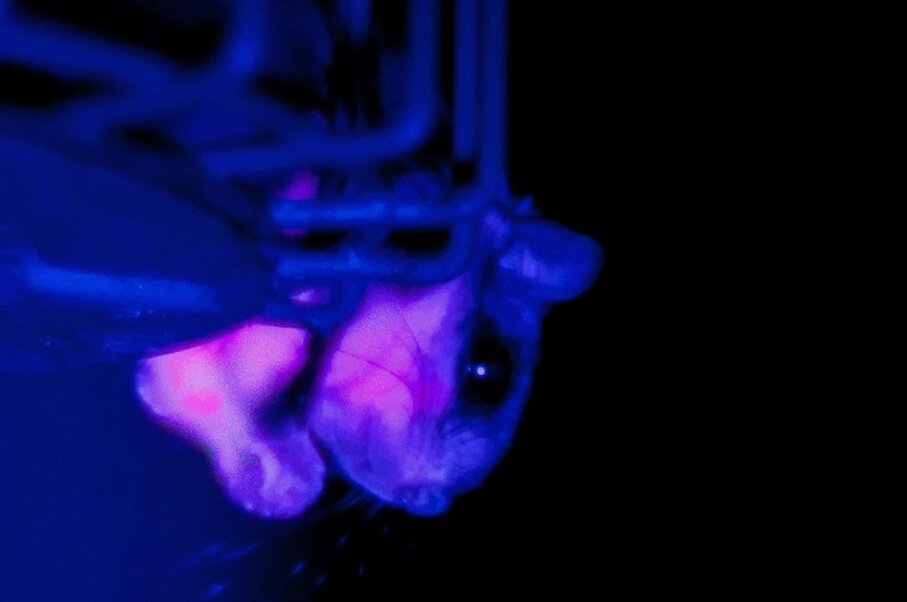 flying-squirrels-glow-hot-pink-in-uv-light-howstuffworks