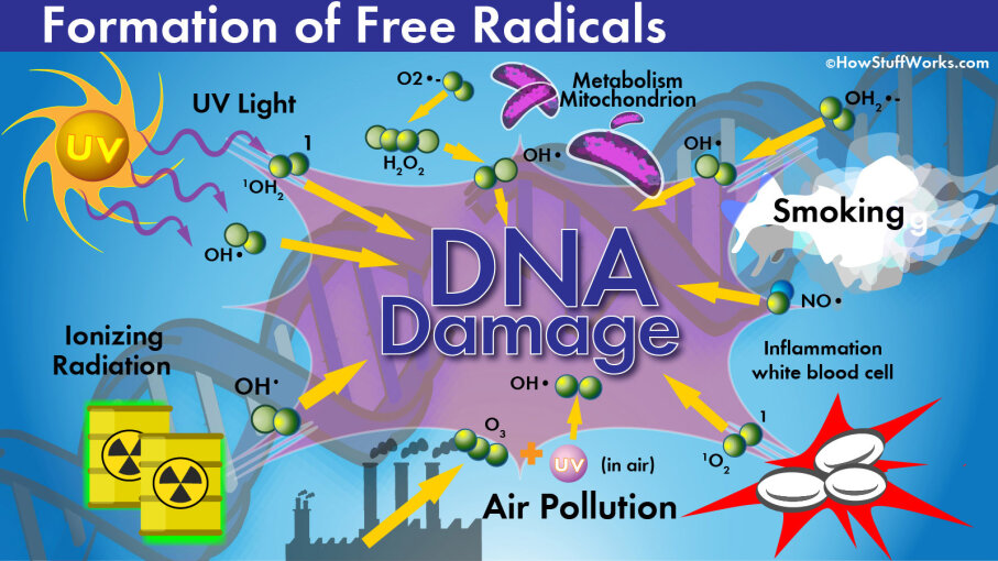 How Free Radicals Affect Your Body Howstuffworks