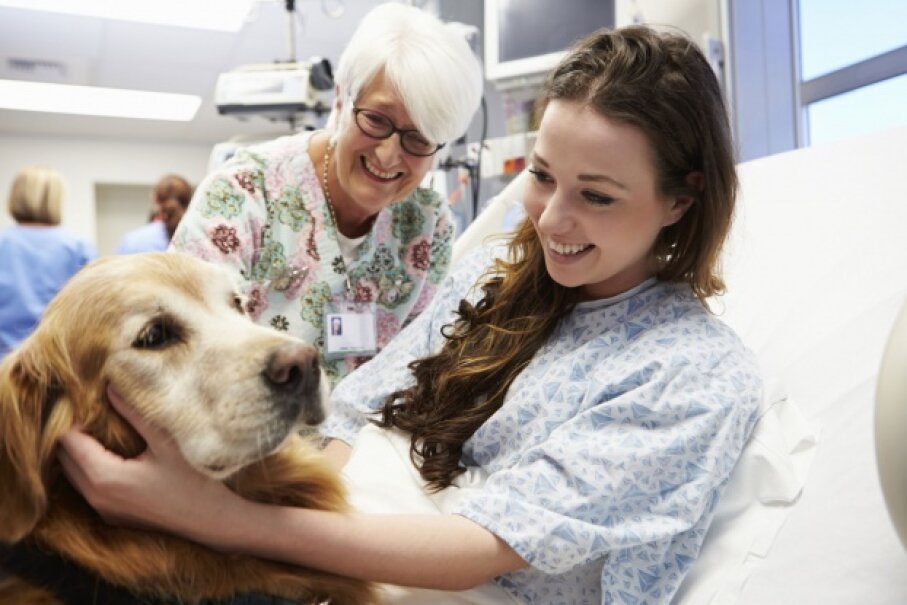 1-animal-therapist-animal-therapist-10-fun-careers-in-medicine