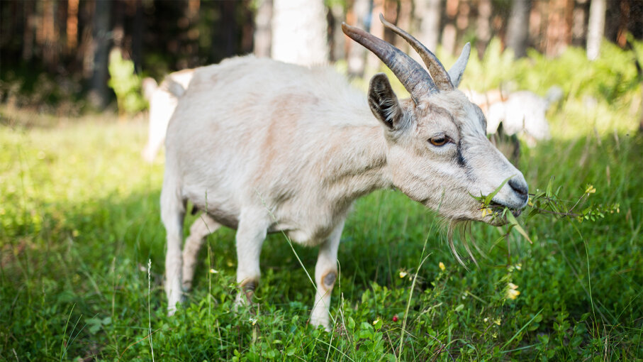 Grass Gobbling Goats Are Gardening Away at O'Hare, Google ...