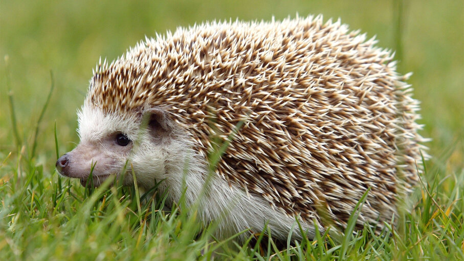 Image result for hedgehog