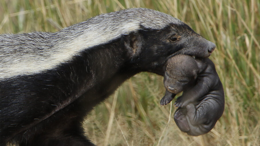 What Is Honey Badger Mean