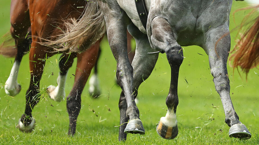 New Research Helps Confirm Why Horses Have Single-toed Hooves