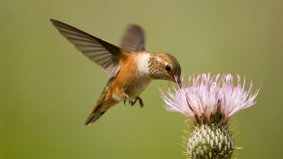 Hummingbirds What To Feed Them And A Springtime Q A Howstuffworks