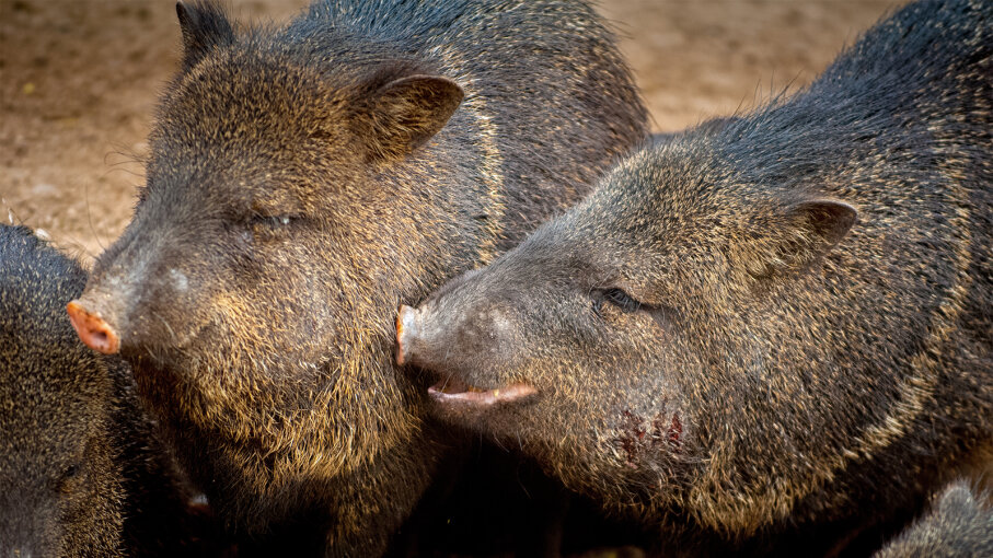 javelina stuffed animal