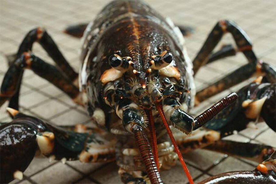 7: Lobsters Have Two Stomachs - 10 Weird Facts About Lobsters