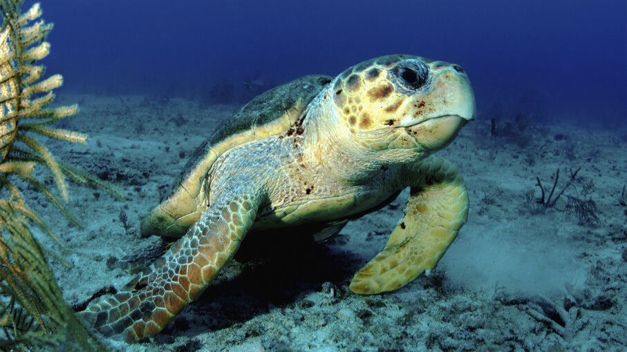 Can Green Sea Turtles Breathe Underwater