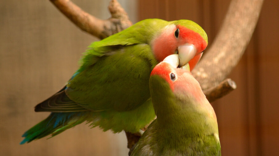 7 Lovely Facts About Lovebirds | HowStuffWorks