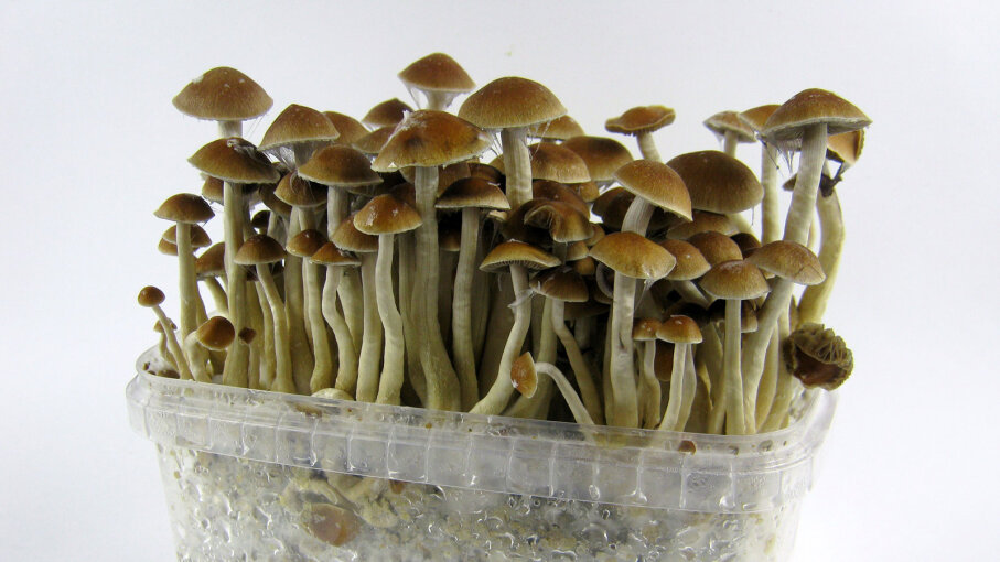 How Magic Mushrooms Work | HowStuffWorks