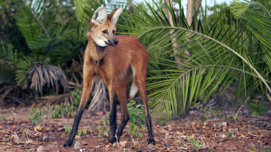 Is It a Fox on Stilts? Nope, It's a Maned Wolf! | HowStuffWorks