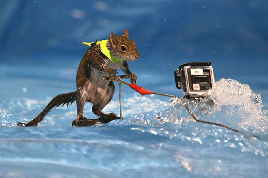 1: Twiggy the Waterskiing Squirrel | HowStuffWorks