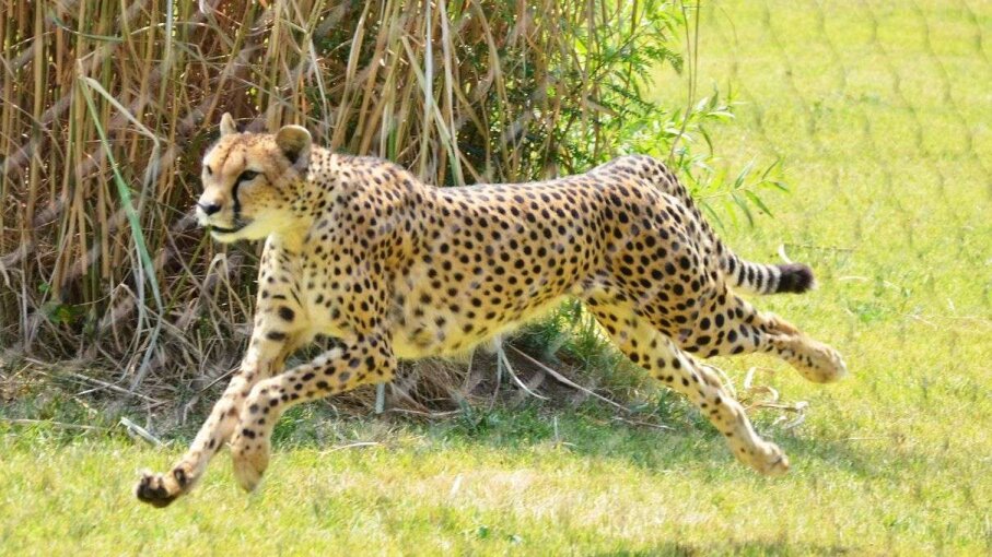 Sarah the Cheetah, the World's Fastest Land Animal, Has Died ...