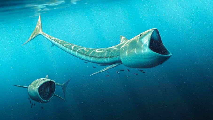 Fossils Of Ancient Filter Feeding Fish Discovered In Colorado