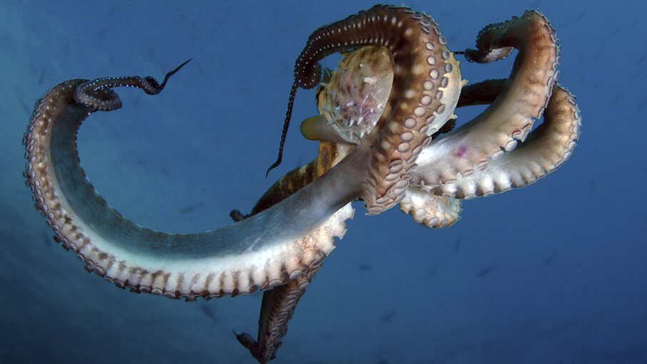 Why Is Octopus Blood Blue? | HowStuffWorks