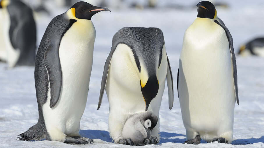 Penguins: The Monogamous Tuxedoed Birds That 'Fly' Underwater ...