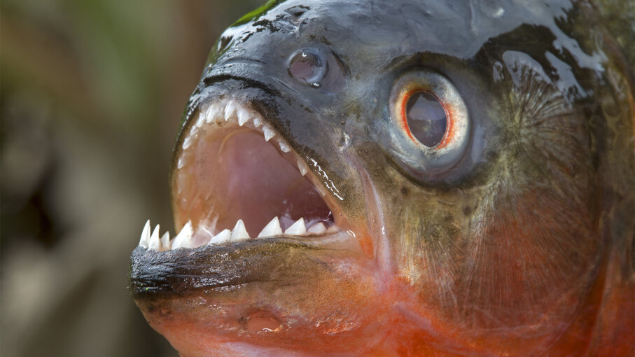  Piranhas  Toothy Nippers With a Bad Reputation HowStuffWorks