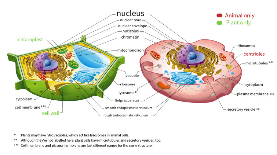 Eukaryotic Cell Components Chart