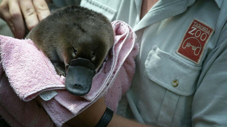 Newborn Infant Duck Billed Platypus Baby Platypus Rehare