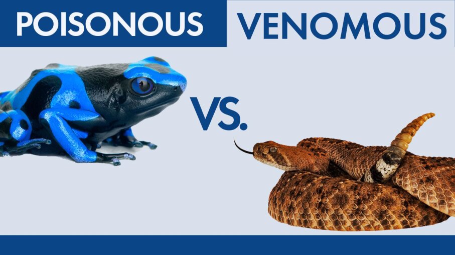 what-s-the-difference-between-poisonous-and-venomous-howstuffworks