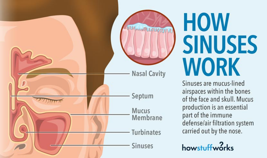 Understanding Sinus Congestion | HowStuffWorks face health diagram 
