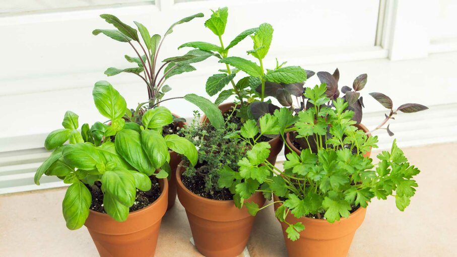 Windowsill Herbs BackyardFree Gardens How to Grow