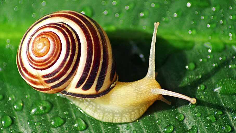 snail out of shell