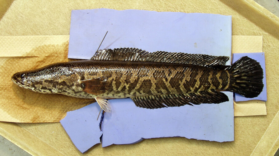 The Predatory Snakehead Fish, or 'Frankenfish,' Can 'Walk ...