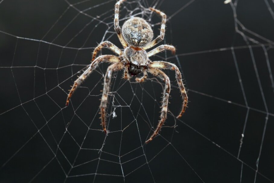 8: The Orb Web Is Typical | HowStuffWorks