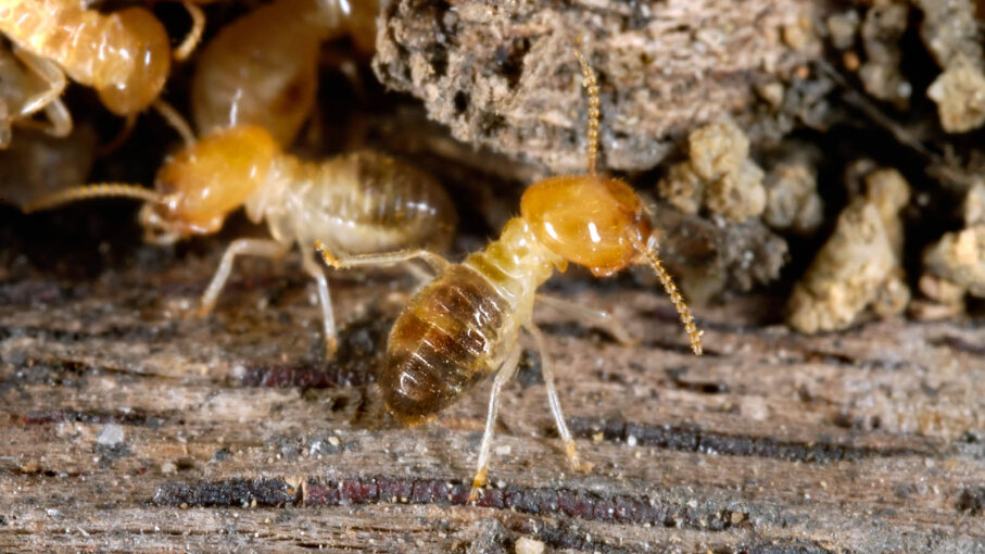 How To Tell If You Have Termites | HowStuffWorks