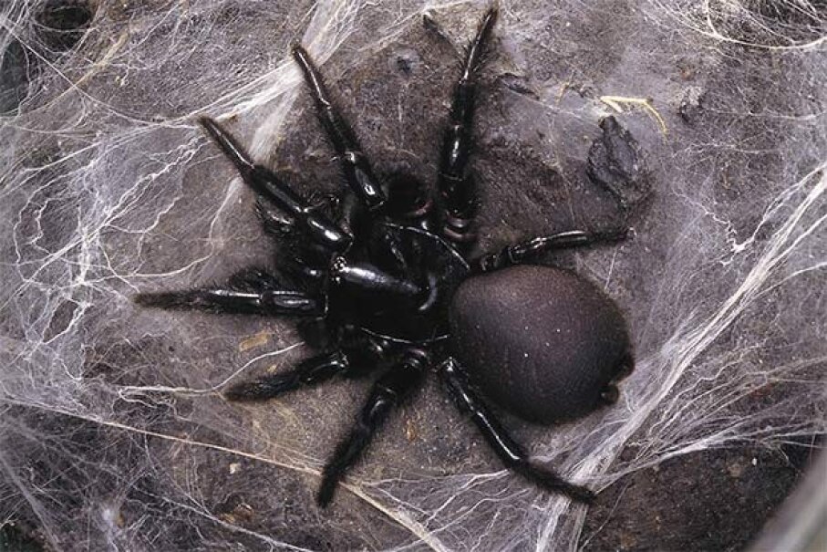 funnel-web-spider-web-stock-image-z430-0611-science-photo-library