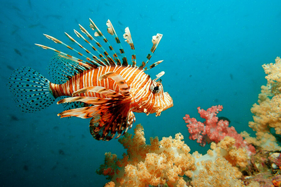 5: Lionfish - 10 Things You Should Never Eat in the Wild | HowStuffWorks