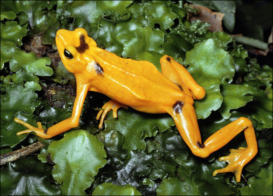 panamanian-golden-frog-5-vanishing-frogs-howstuffworks