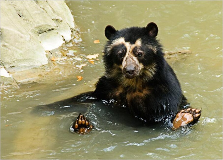 Spectacled Bear - Types of Bears | HowStuffWorks