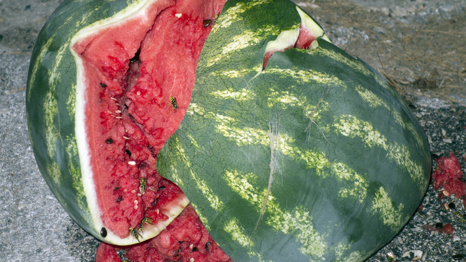 kitchen sink knob exploded watermelon