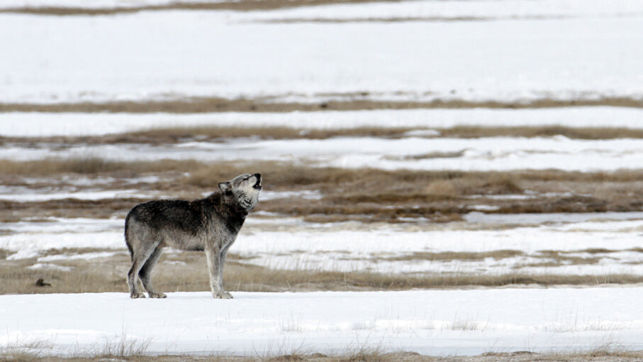 wolves-return-to-yellowstone-a-boon-for-streams-howstuffworks