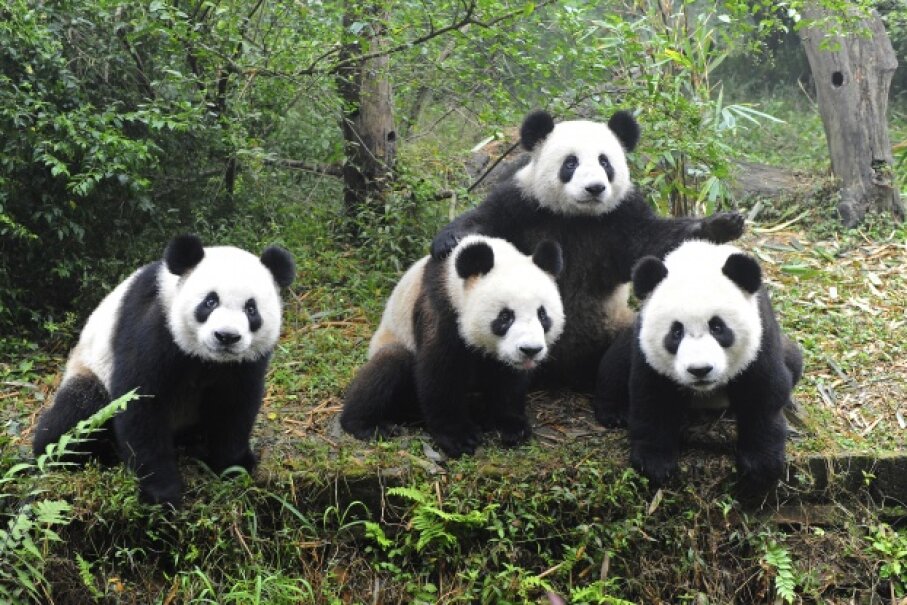 2: Pandas - 10 Worst Adaptations in the Animal Kingdom | HowStuffWorks